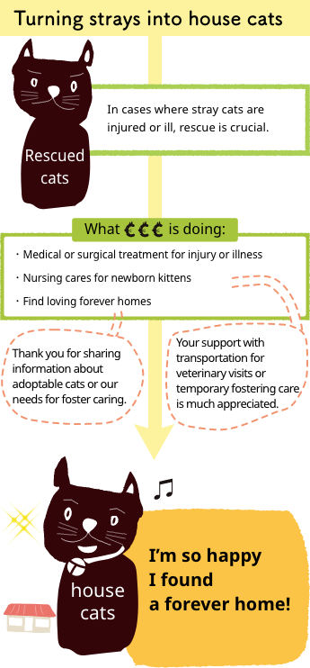 Turning strays into house cats