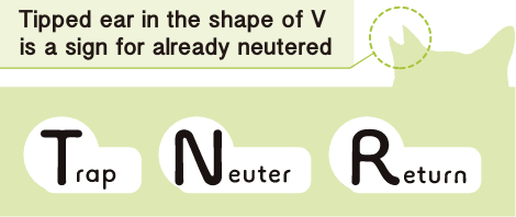 We cut the cats’ ears in the shape of “V” as a sign that they have been spayed.TNR means,Trap, Neuter, and Return.