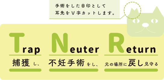 Trap Neuter Return 捕獲し、不妊手術をし、元の場所に戻し見守る。手術をした目印として耳先をV字カットします。